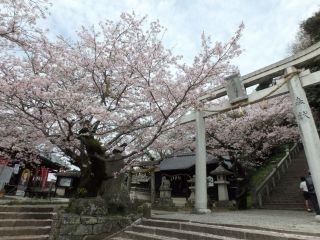 花岡八幡宮の桜写真１