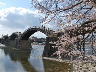 錦帯橋・吉香公園の桜写真１