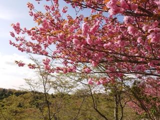 秋吉台家族旅行村「桜の園」の写真４