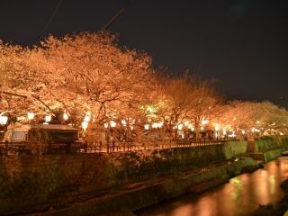 東川緑地公園の桜写真２