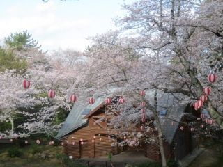 若山公園の桜写真１