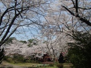若山公園の桜写真２