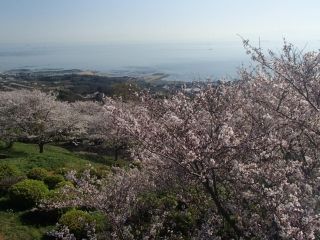 竜王山公園の桜写真１