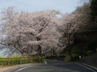 竜王山公園の桜写真２