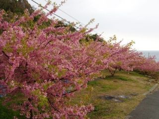 小積の河津桜写真１