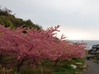 小積の河津桜の写真３