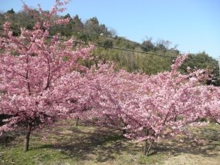 小積の河津桜の写真４