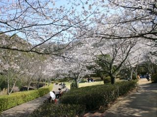 西部公園の桜写真１