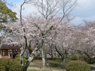 西部公園の桜写真２
