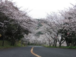 津峯公園の桜写真１