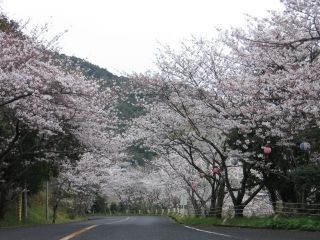 津峯公園の桜写真２