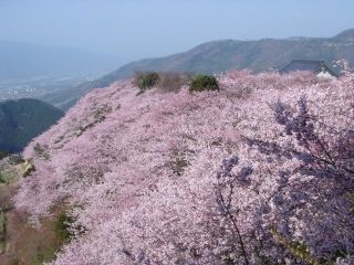 八百萬神之御殿の桜写真１
