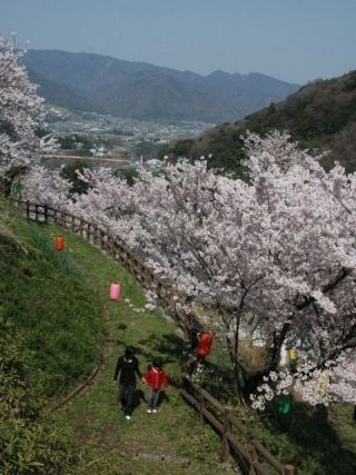 金竜山農村公園の桜写真１