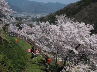 金竜山農村公園の桜写真２