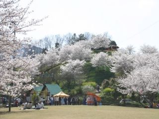 於安パークの桜写真１
