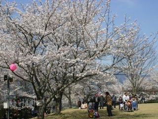 於安パークの桜写真２