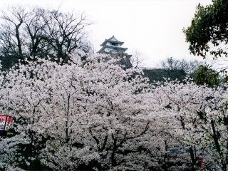 丸亀城（亀山公園）の桜写真１