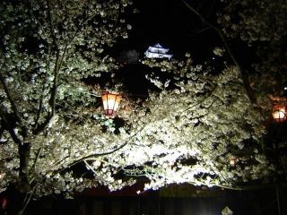 丸亀城（亀山公園）の桜写真２