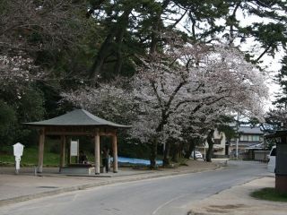 琴弾公園の桜写真１