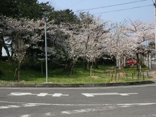 琴弾公園の桜写真２