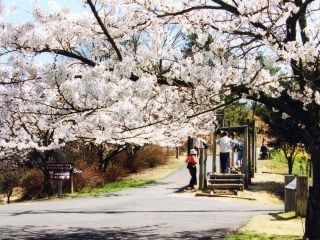 みろく自然公園の桜写真１