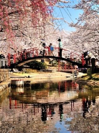 朝日山森林公園の桜写真２