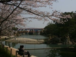 滝宮公園の桜写真１