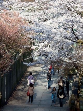金刀比羅宮の桜写真２