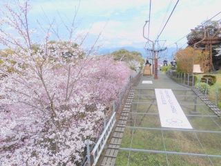 城山公園（愛媛県）の桜写真２