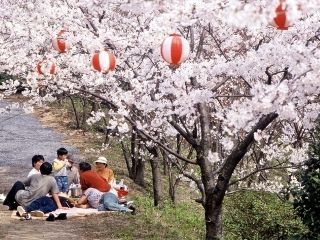 塩ヶ森ふるさと公園の桜写真１