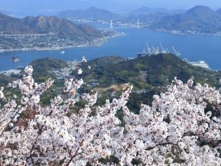 積善山三千本桜の写真３