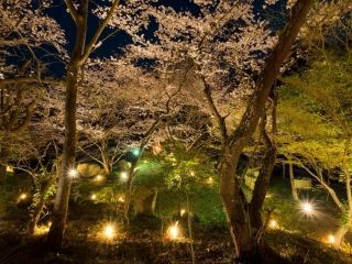 積善山三千本桜の写真４