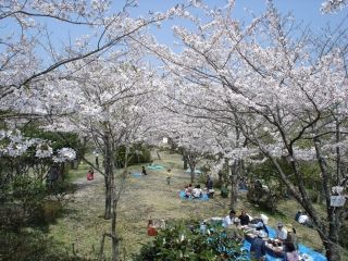 為松公園の桜写真１