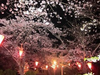 為松公園の桜写真２