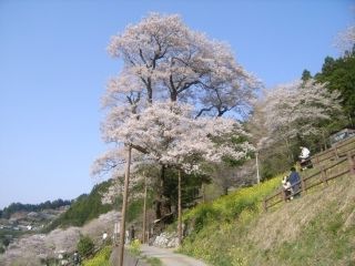 ひょうたん桜公園の桜写真１