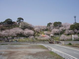 大将陣公園の桜写真２