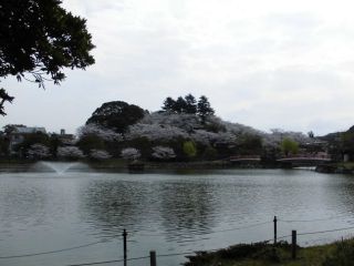 勝盛公園の桜写真２
