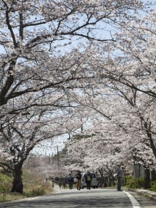 垣生公園の桜写真２