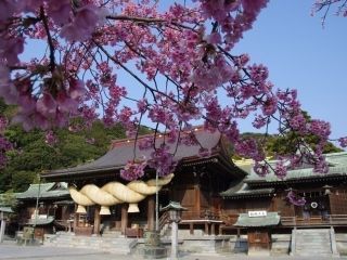 宮地嶽神社の桜写真１