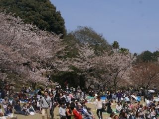 宮地嶽神社の桜写真２