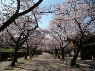 秋月 杉の馬場の桜写真１