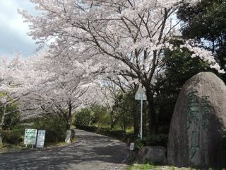 巨石パークの桜写真１