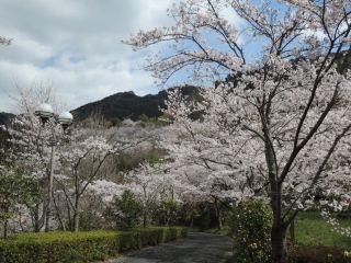 巨石パークの桜写真２