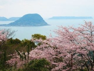 鏡山の桜写真２