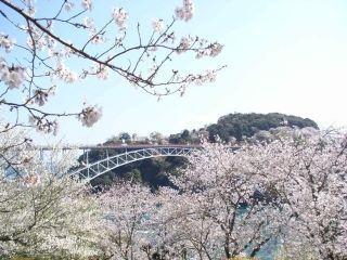 西海橋公園の桜写真１