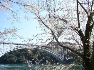 西海橋公園の桜写真２