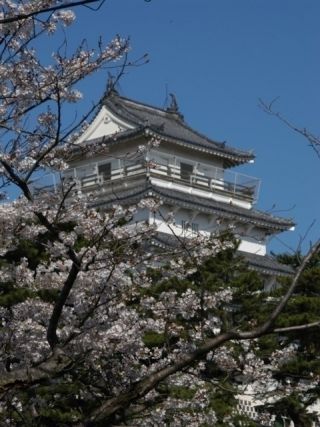島原城の桜写真２