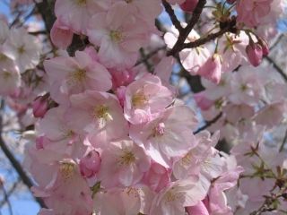 大山公園の桜写真２