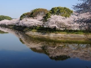 立岡自然公園の桜写真１