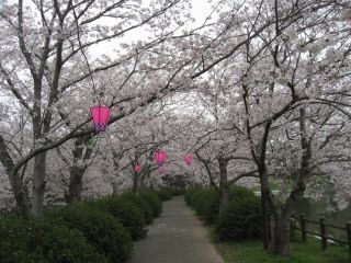立岡自然公園の桜写真２